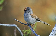 Black-chinned Sparrow